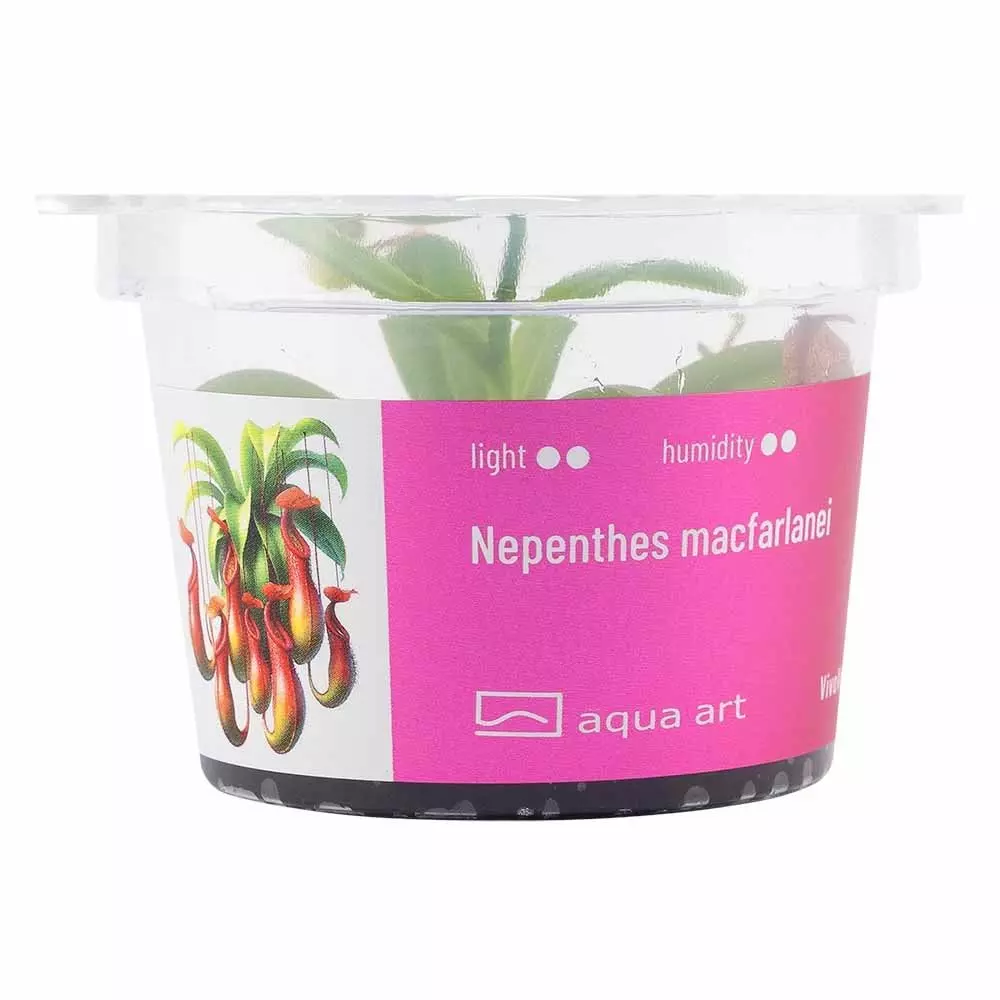 Nepenthes macfarlanei - carnivorous plant Nepenthes macfarlanei - carnivorous plant