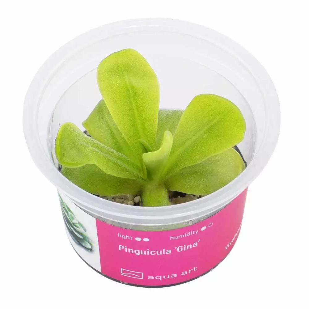Pinguicula Gina - carnivorous plant 