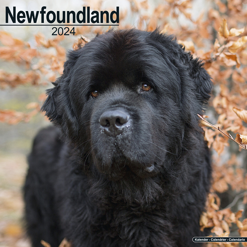 Kalender 2024 Neufundländer - Newfoundland
