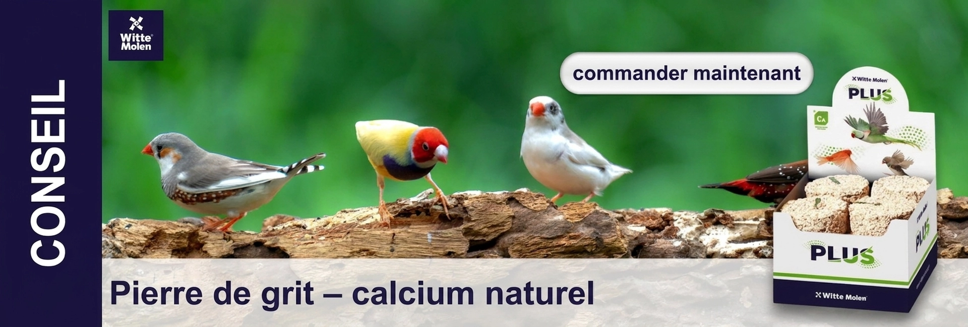 Quatre oiseaux colorés perchés sur un tronc devant un fond vert flou, dont un diamant zébré et une diamantine de Gould. À droite, un emballage blanc « Witte Molen PLUS » avec pierres à gratter, à gauche « CONSEIL ». Texte : « Pierre de grit ».