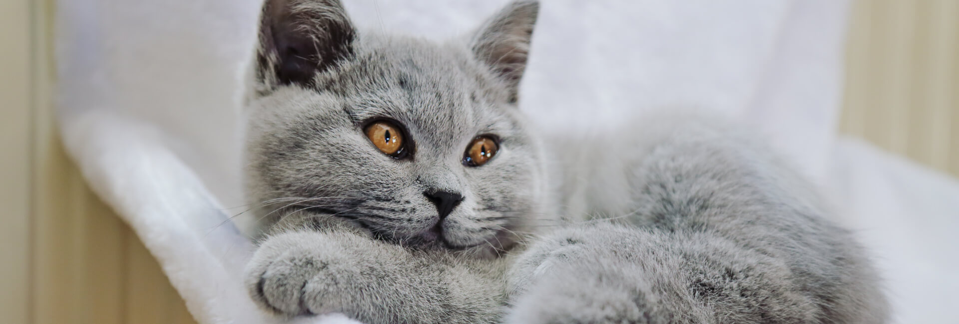 Katzen Liegemulden