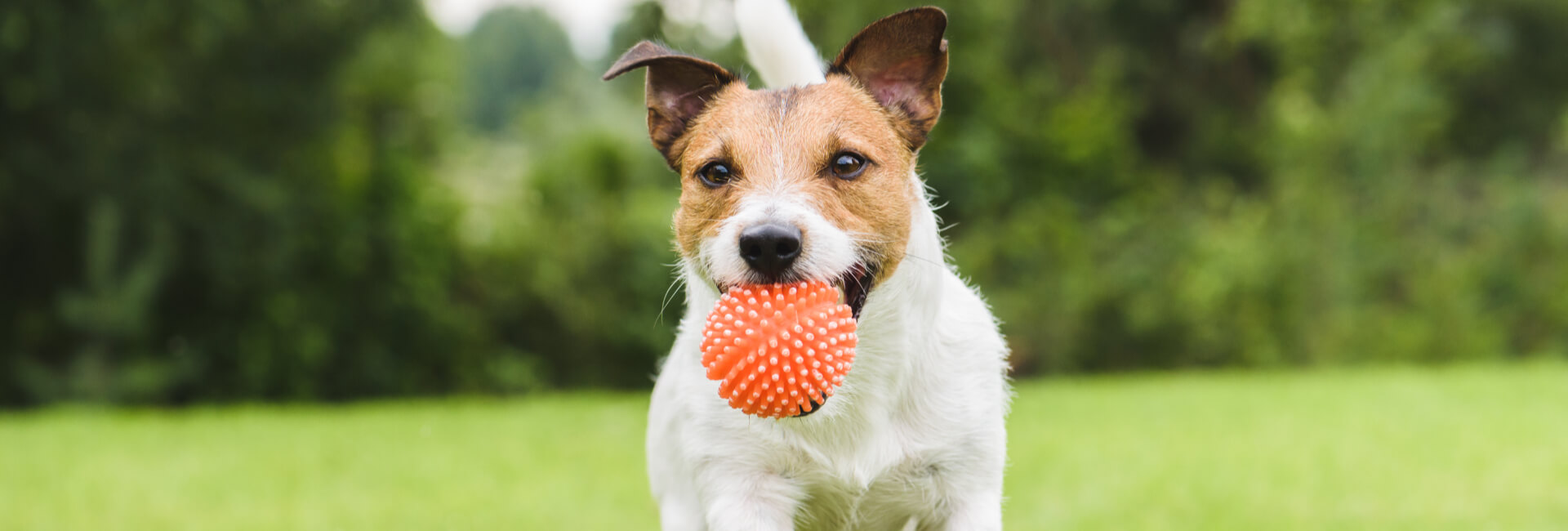 Hunde Spielzeug Bälle