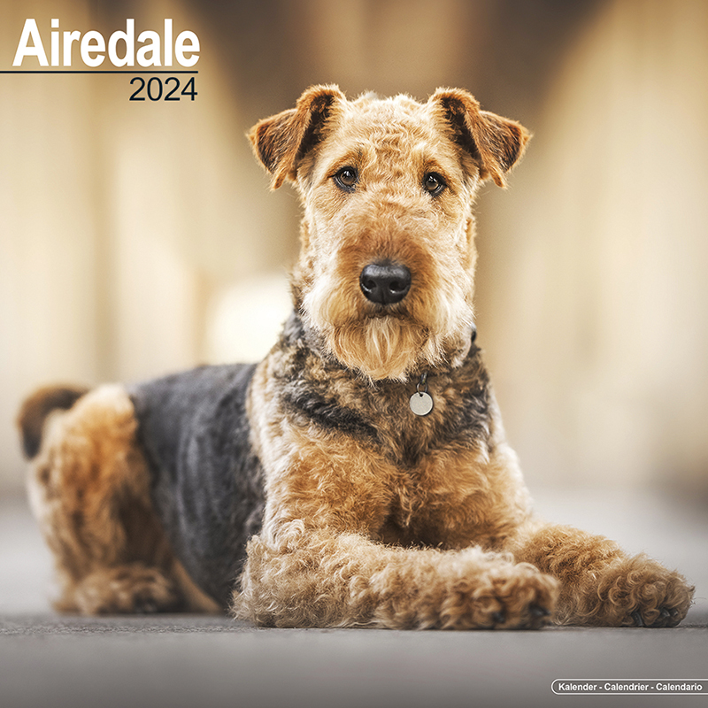Calendar 2024 Airedale Terrier