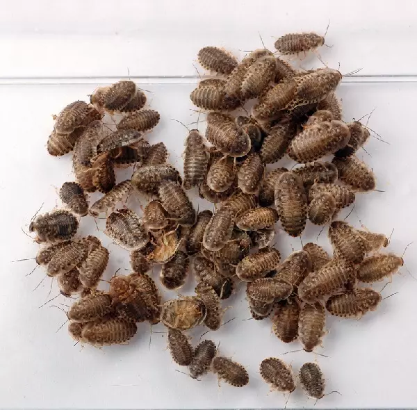 Argentinische Waldschaben (Blaptica dubia)