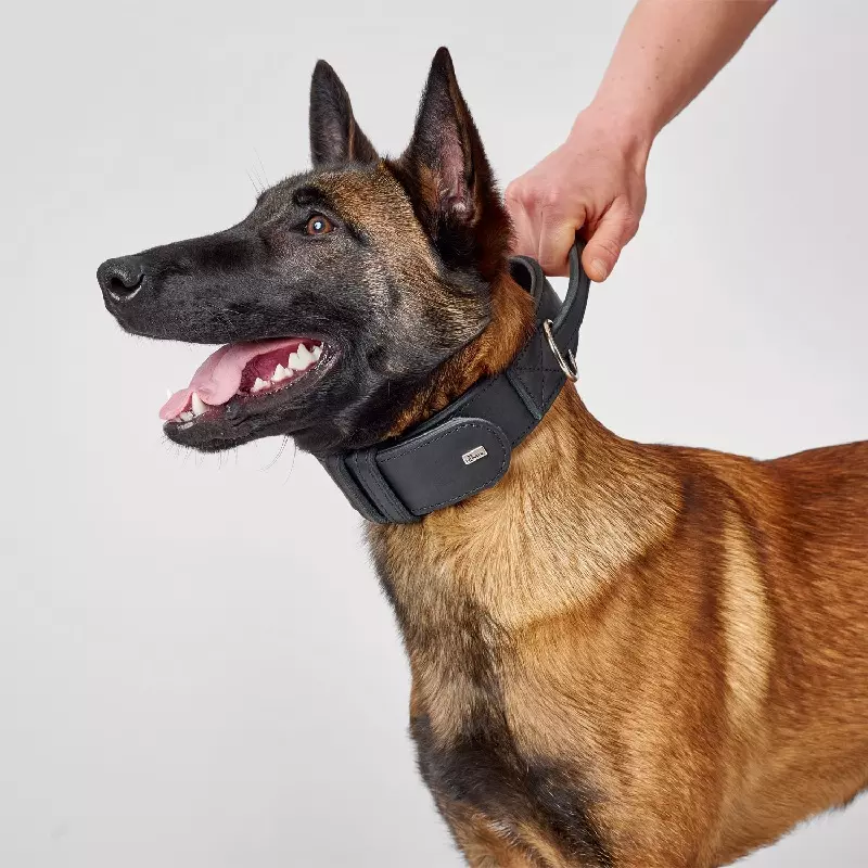 Training collar with handle - Lavik