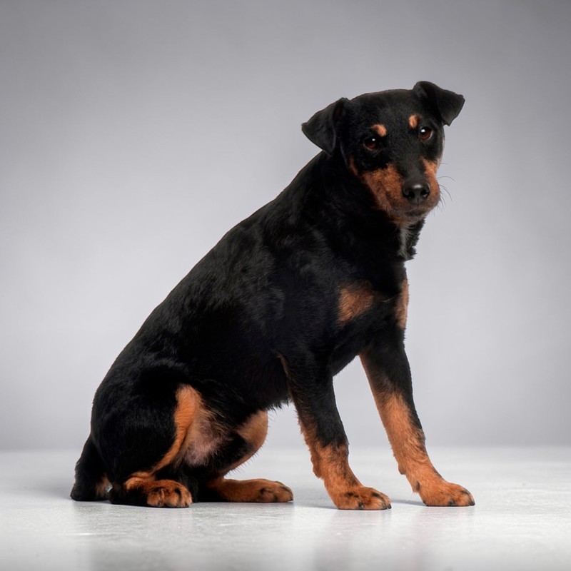 Ein sitzender Deutscher Jagdterrier, schwarzes Fell mit braunen Akzenten, auf hellem Grund.