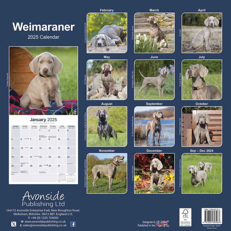 Kalender 2025 Weimaraner Kalender 2025 Weimaraner