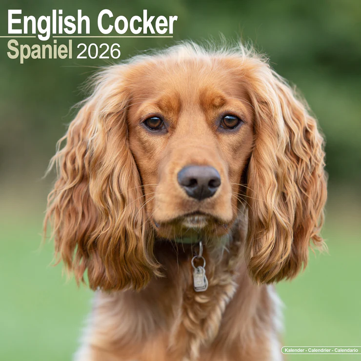 Calendar 2025 English Cocker Spaniel