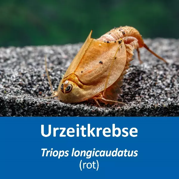 Grosses Urzeitkrebs Komplettset Grosses Urzeitkrebs Komplettset