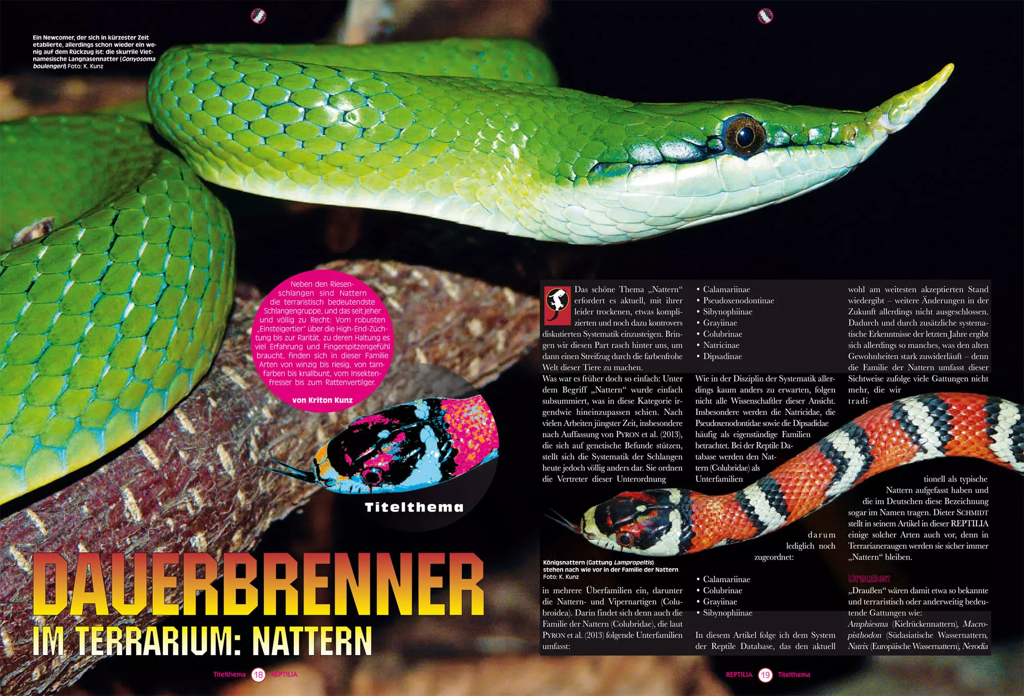 reptilia-115-3 Reptilia 115 - Nattern für das Terrarium