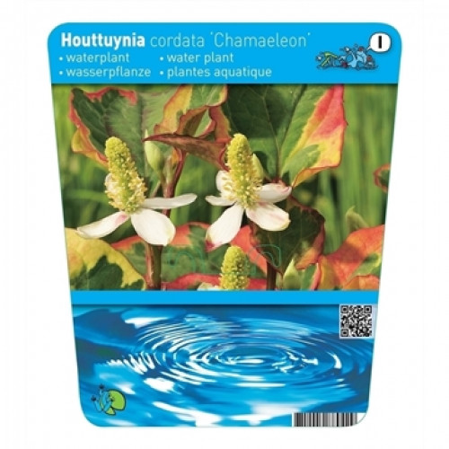 Verpackung einer Houttuynia cordata 'Chamaeleon'-Wasserpflanze mit Blüten und Wasserwellen.
