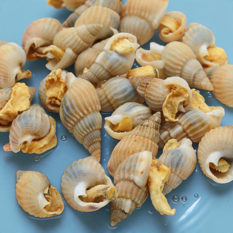 Gefriergetrocknete Wasserschnecken mit spiraligen Gehäusen liegen auf einer hellblauen Fläche. Beige-braune Körper sind teils sichtbar, trocken und gelblich. ProNovo Snail Spezialfutter für Aquarienfische, ideal für Kugelfische.