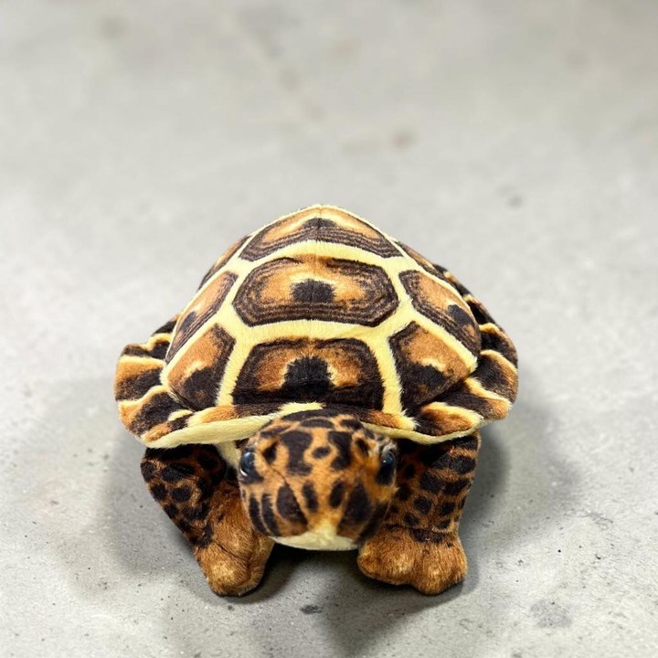 Stofftier-Schildkröte mit braun-gelb gemustertem Panzer sowie gesprenkeltem Kopf und Beinen, frontal auf hellgrauer Fläche sitzend. Panzer mit detailreicher, sechseckiger Musterung; dunkle Augen blicken zum Betrachter, Hintergrund unscharf.