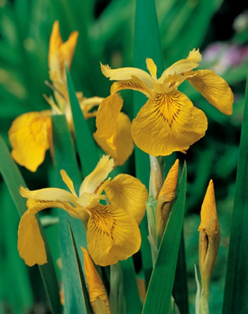 Gelbe Schwertlilien mit schlanken, grünen Blättern und geschlossenen Blütenknospen vor einem unscharfen, grünen Hintergrund.