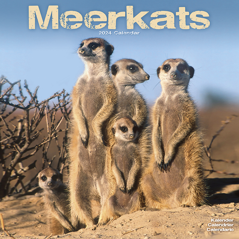 Kalender 2024 Erdmännchen - Meerkats - Mangusten