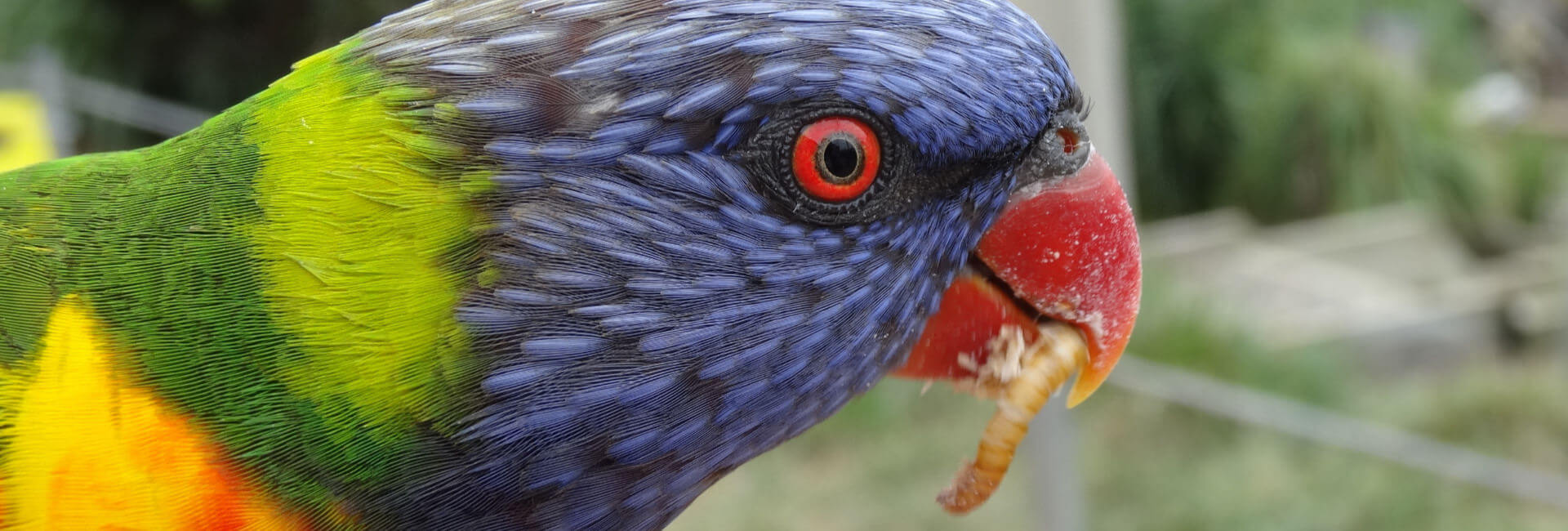 Vogel Zusatzfutter / Lebendfutter Vogel Zusatzfutter / Lebendfutter