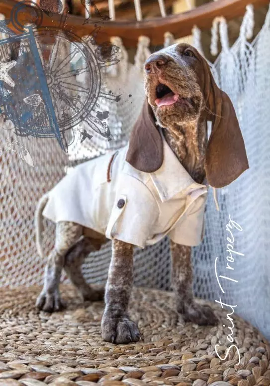 Leinen Shirt für Hunde