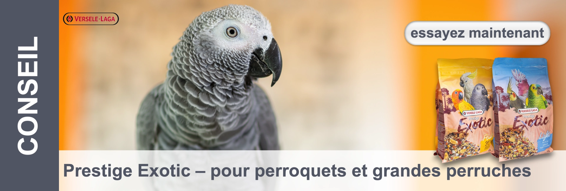 Un perroquet gris africain regarde les emballages d'aliments pour oiseaux exotiques de la marque Versele Laga.