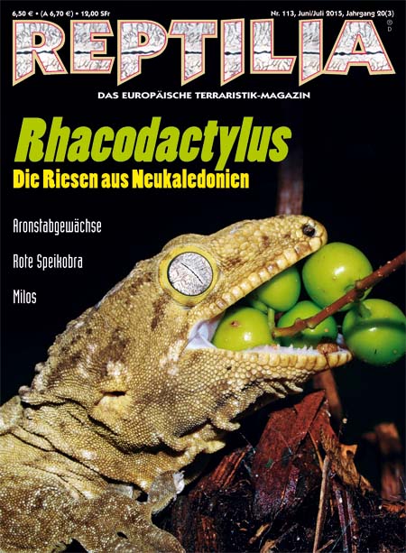 Reptilia 113 - Rhacodactylus, die Riesen aus Neukaledonien