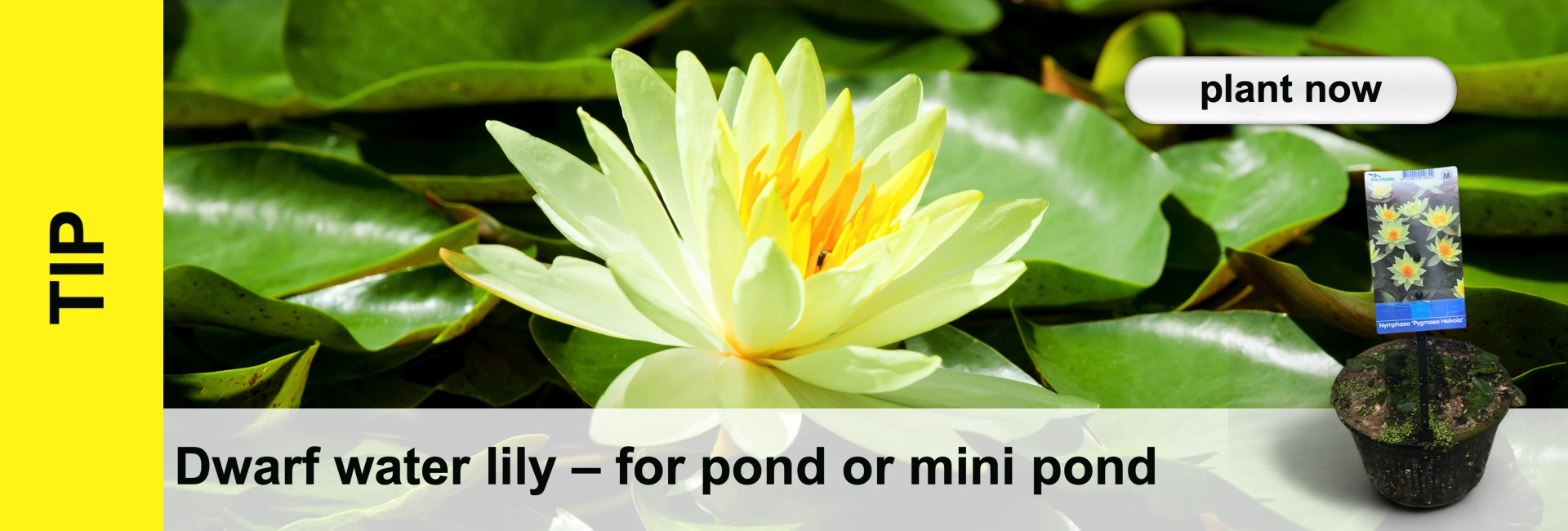 Yellow water lily with bright yellow stamens amidst green water lily leaves and a small plant pot.