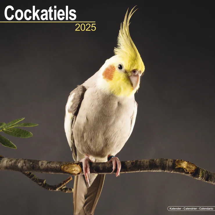 Kalender 2025 Nymphensittich - Cockatiels