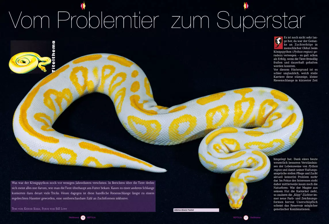 reptilia-104-2 Reptilia 104 - Königpythons