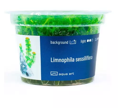 Limnophila Sessiliflora