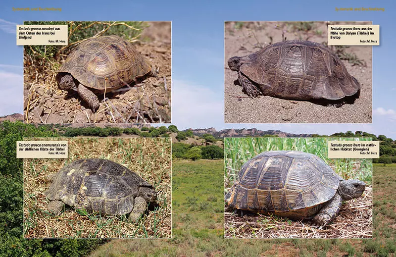 d5e109235f186367a5de836ea809d10a NTV, Maurische Landschildkröten-Testudo graeca