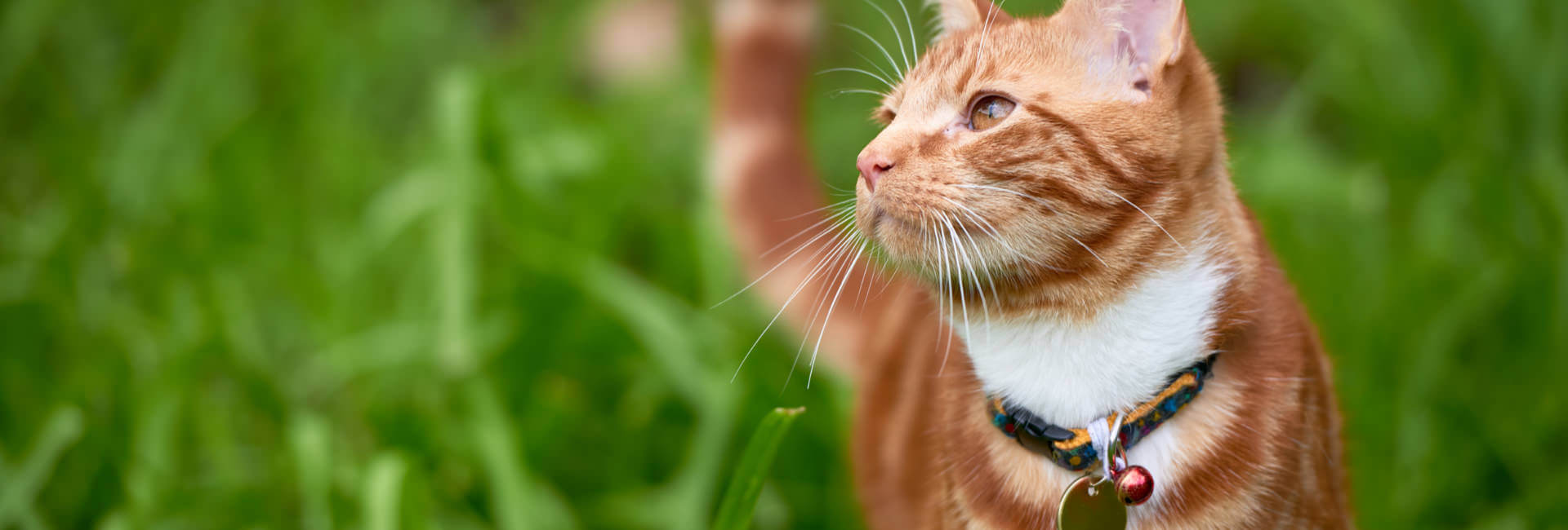 Katzen Halsband Anhänger