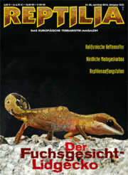 Reptilia 82 - Der Fuchsgesicht-Lidgecko