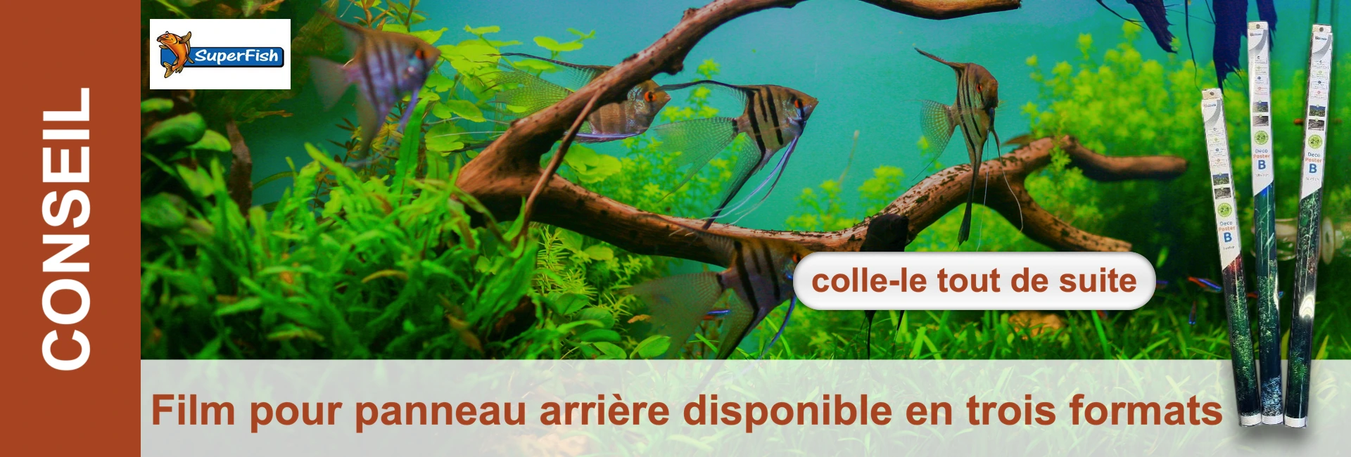 Aquarium sous-marin avec des scalaires argentés rayés parmi des plantes aquatiques vertes luxuriantes et des racines ramifiées. Fond turquoise clair créant de la profondeur. À droite au premier plan, trois fonds enroulés à motifs végétaux.