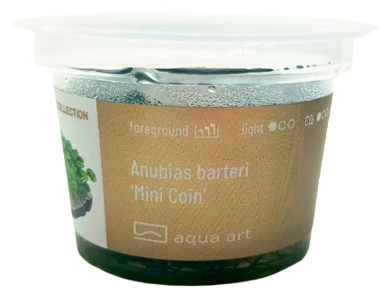 Anubias barteri 'Mini Coin' Invitro