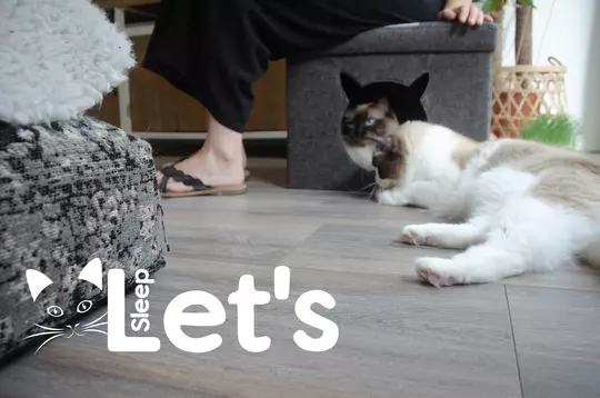 Let's Pet Cube