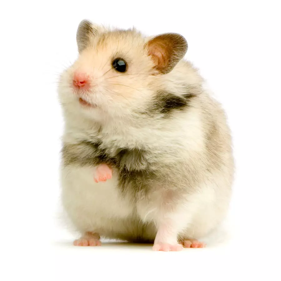 Hamster