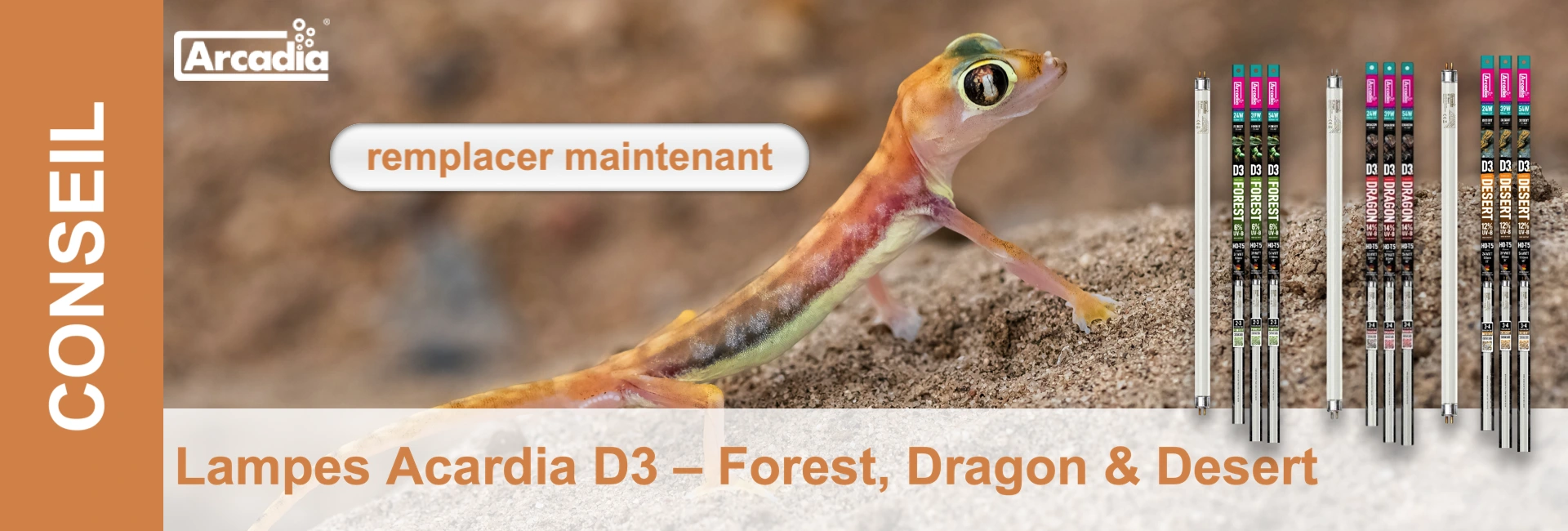 Un gecko se tient sur du sable, à côté d'emballages de lampes portant l'inscription "Forest, Dragon & Desert" et le logo "Arcadia".