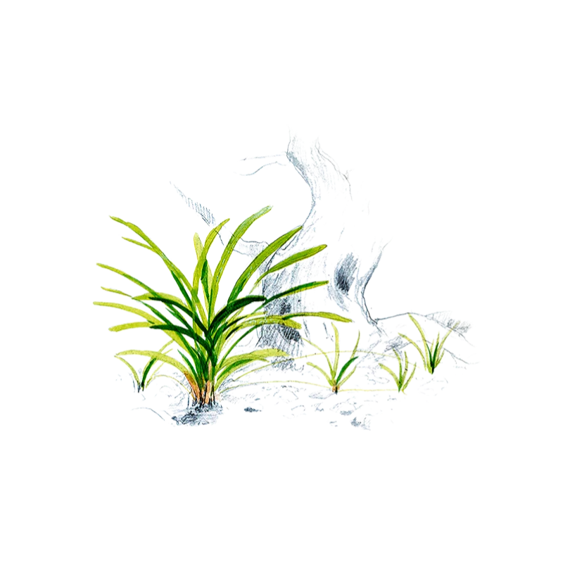 Illustration von Sagittaria subulata im Aquarium; grasartige Pflanze mit schmalen, grünen Blättern.