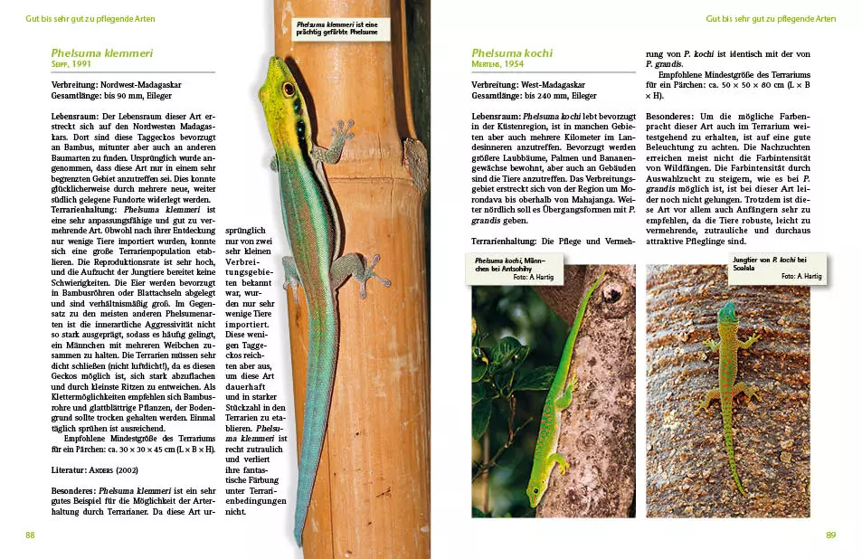 NTV-Taggeckos-der-Gattung-Phelsuma-2 NTV Taggeckos der Gattung Phelsuma
