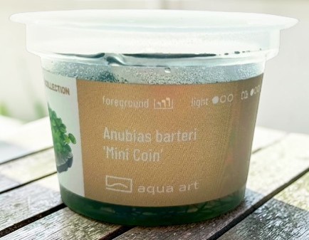 Anubias barteri 'Mini Coin' Invitro
