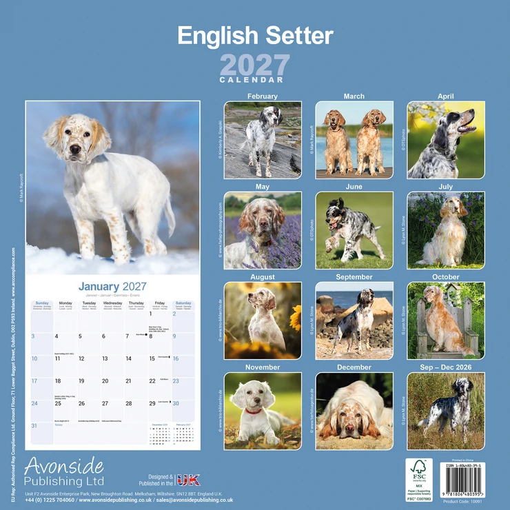 Kalender 2027 English Setter