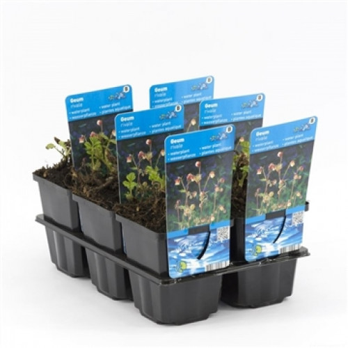 Sechs Geum rivale Wasserpflanzen in schwarzen Plastiktöpfen mit blauen Etiketten in einer schwarzen Plastikschale.