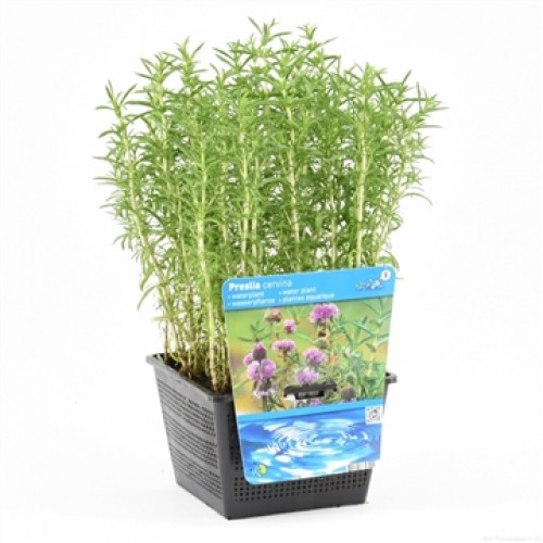 Una pianta acquatica di Preslia cervina in un vaso nero a griglia con etichetta.