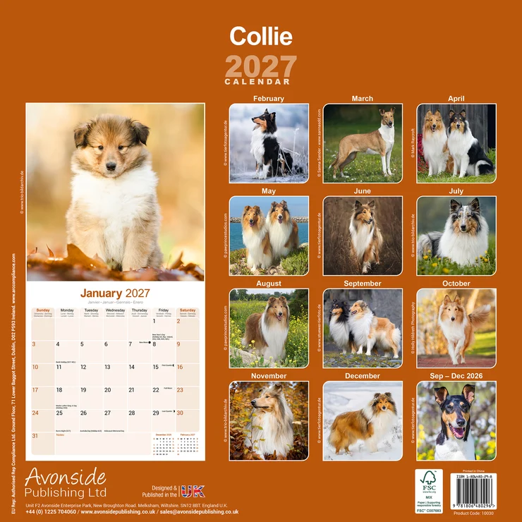 Kalender 2027 Collie