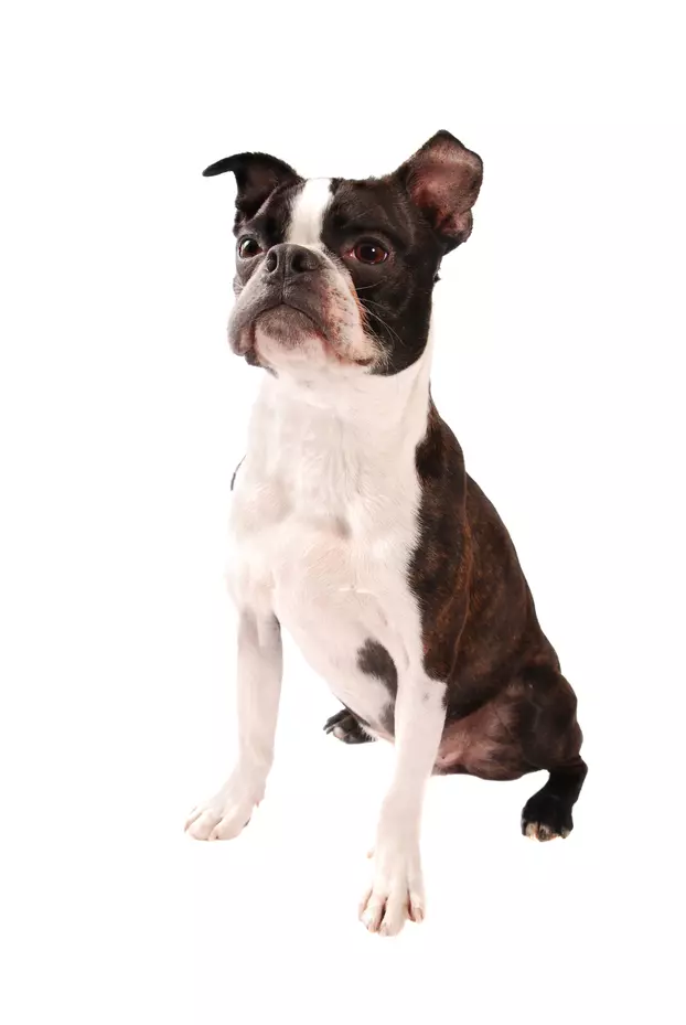 Boston Terrier
