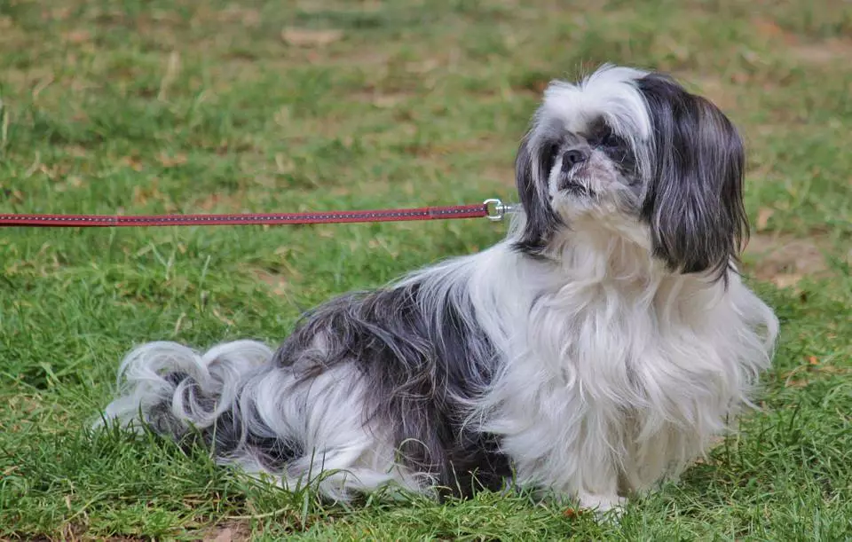 peknise Pekinese