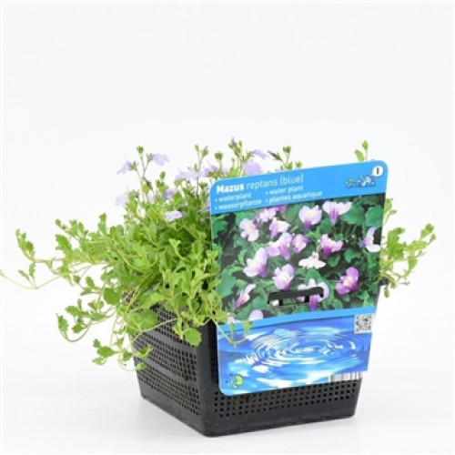 Mazus reptans (blue) water plant in a black, rectangular lattice pot with a blue label. Delicate, purple flowers stand out.

