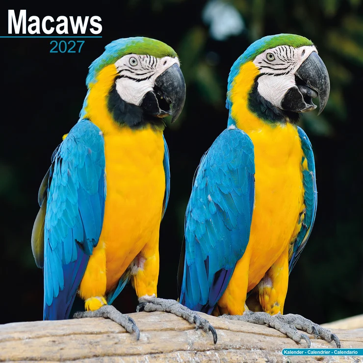 Kalender 2027 Ara - Aras - Macaws