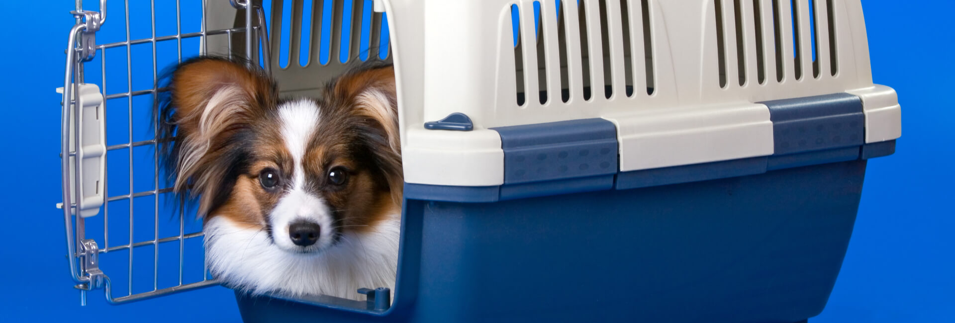 Hunde Transportboxen / Tragtaschen