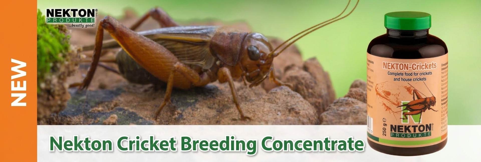 Close-up of a brown house cricket on an uneven surface covered in moss. In the background, a bottle of Nekton cricket feed. Caption: “Nekton Cricket Breeding Concentrate”. On the left, an orange “NEW” label.