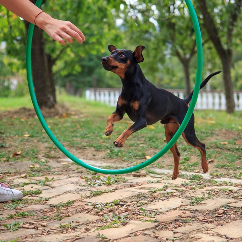 Zwergpinscher springt durch einen grünen Hula-Hoop Reifen, der von einer Hand gehalten wird.
