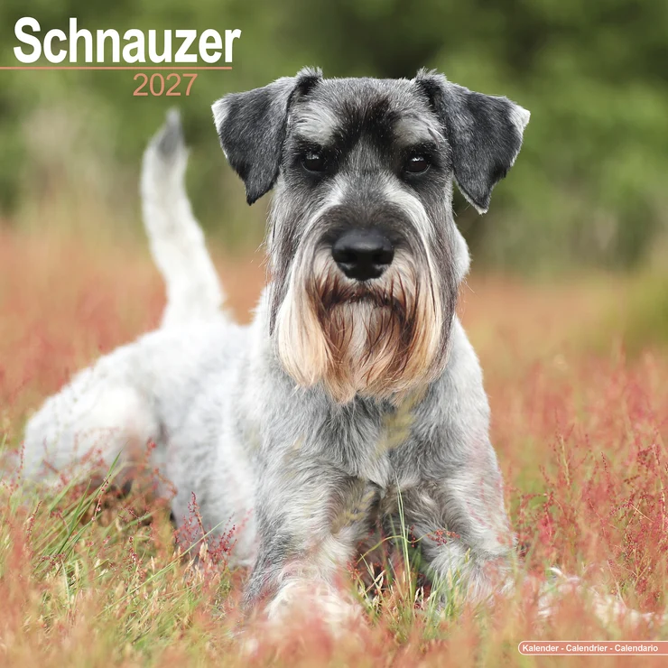 Calendrier 2026 Schnauzer